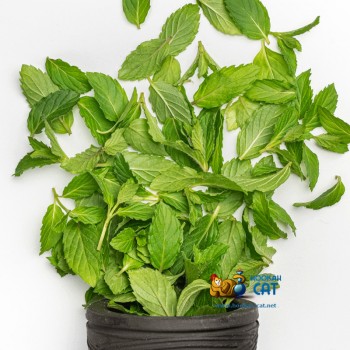 Табак для кальяна Jibiar Mint (Джибиар Мята) Акцизный 50г